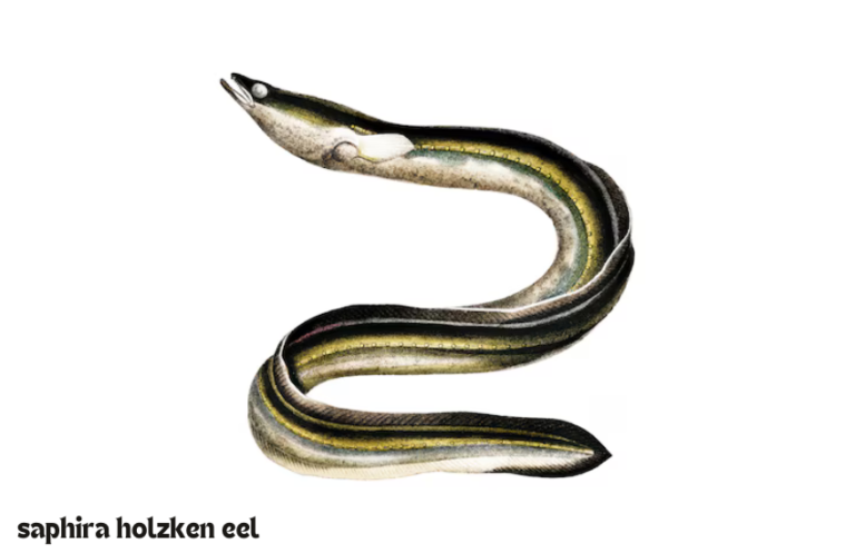 saphira holzken eel